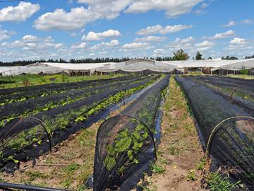 Plantaciones de verduras