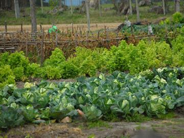 granja