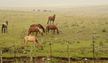 Caballos en pradera