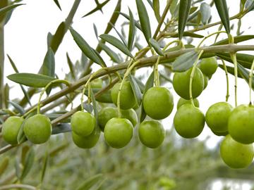 Producción de olivos. Foto: INIA