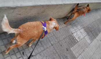 Buen trato y cuidado con los animales domésticos