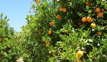 Naranjas para comercializar