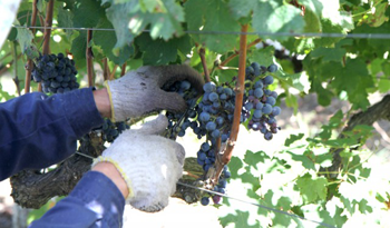 Vino uruguayo para el mundo