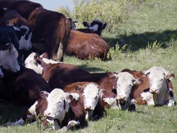 Vacas pastando