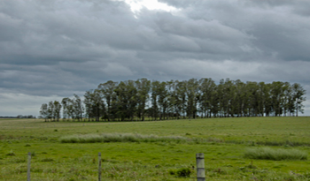 Campo