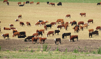 Rodeo vacuno