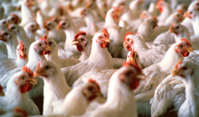 Producción avícola