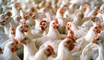 Pollos para faena