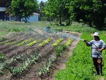 Cultivo de verduras