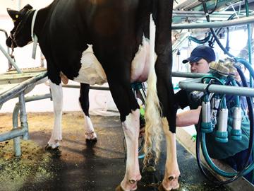 Tambero ordeñando la vaca