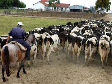 Trabajador rural arreando vacas Trabajador rural arreando vacas