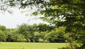 Bosque nativo uruguayo