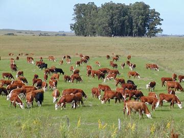 Vacunos en el campo