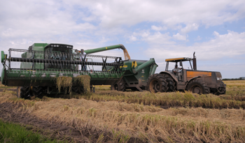 Cosecha de arroz Cosecha de arroz