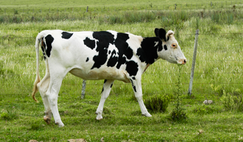 Animales para la producción lechera