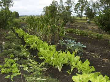 Plantación