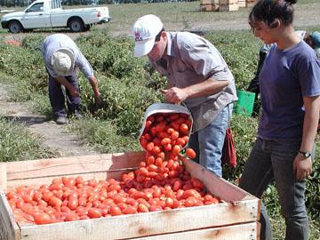 Cosecha de tomate