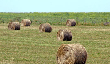 Residuos de la actividad agropecuaria generarán energía