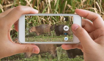 Campaña "Cazá solo fotos"