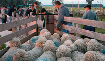 Producción rural