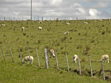 Ganado ovino en el campo