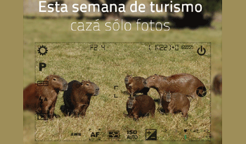 Caza prohibida de especies protegidas como el carpincho