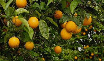 Cítricos
