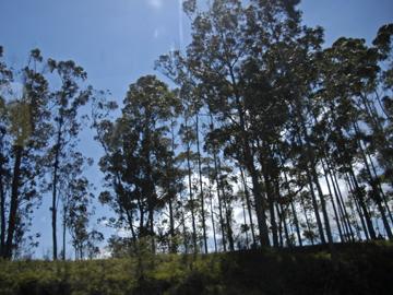 Predio forestal