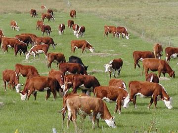 Vacas