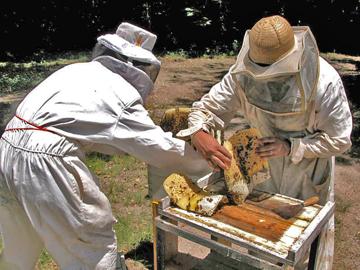 Productores de apicultura