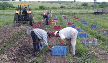 Trabajadores rurales