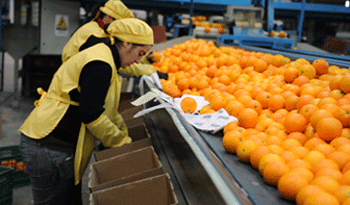 Trabajadores citrícolas Trabajadores citrícolas