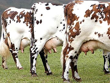 Vacas de establecimiento