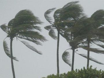 Árboles en día de viento