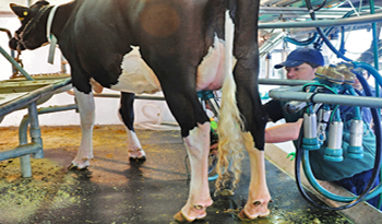 Exoneración de IVA al sector lácteo