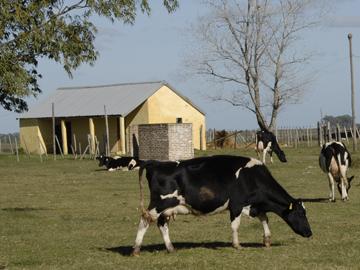Vaca