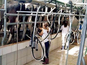 Mujeres productoras trabajando en el tambo