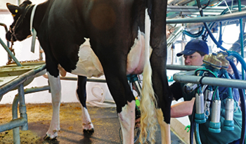 Emprendimiento de producción lechera