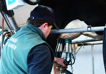 Trabajador saca leche de una vaca