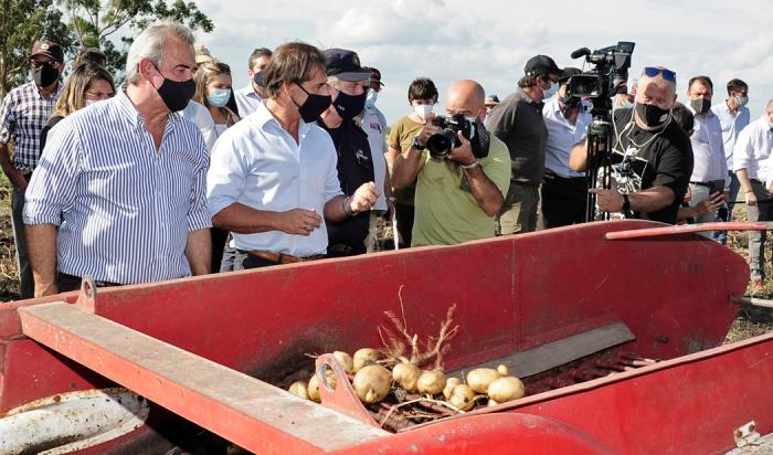 Cosecha de papas en el Penal de Libertad