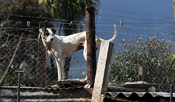 Perro Perro