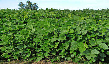 Cultivo de soja
