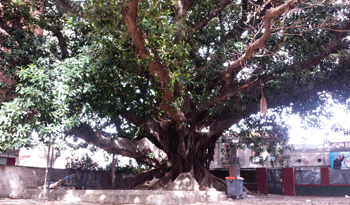Árbol plantado por José Pedro Varela en 1877