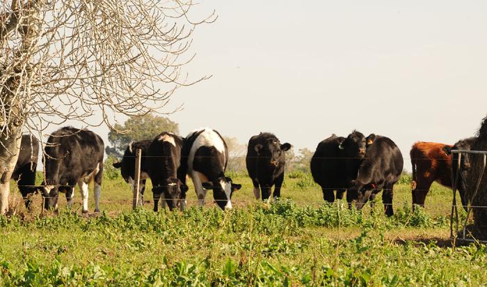 Ganado en pradera