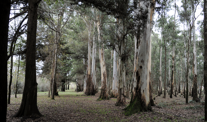 Bosque con restos de foco ígneo