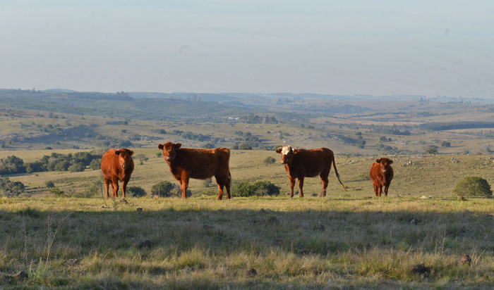 Ganado en el campo