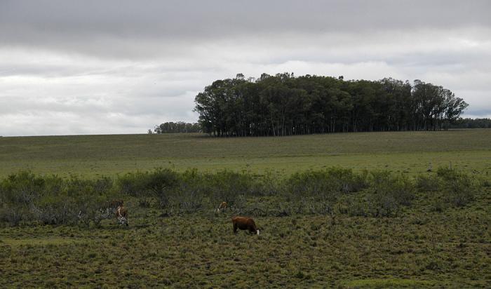 Campo agreste con cabezas de ganado