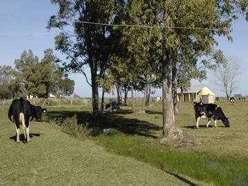 Vacas en emprendimiento rural del departamentod e Canelones