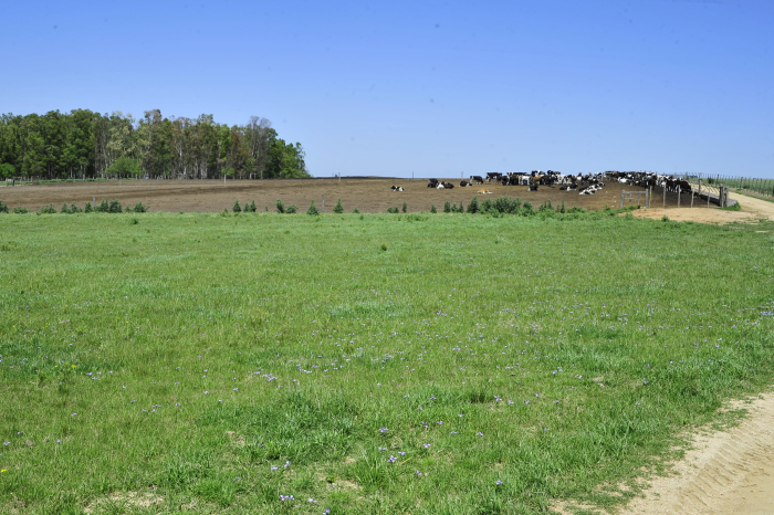 Campo lechero en Florida. Foto: archivo.