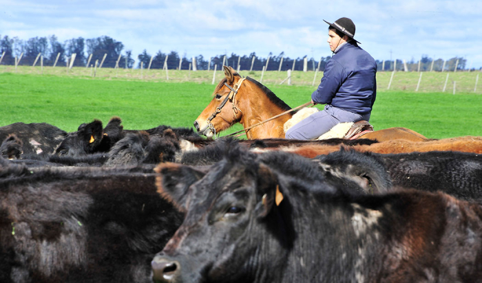 Productor con ganado